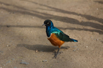 A Superb Starling