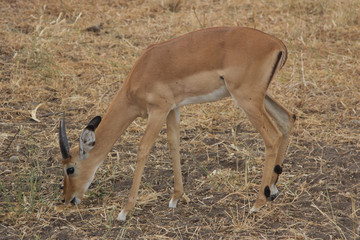 A Single Male Impala