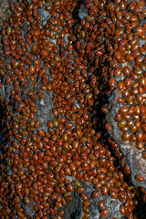 Ladybugs gather in massive swarms during the winter in California, USA © AlessandraRC
