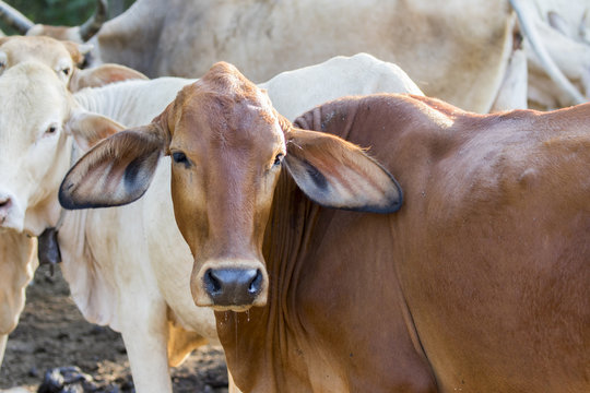 Image of a cow on nature background. Farm Animam.