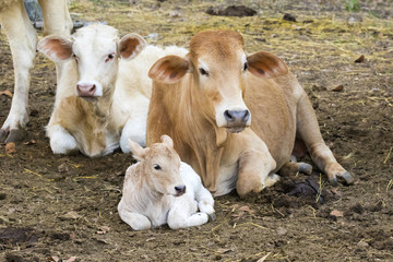 Image of a cow relax on nature background. Farm Animam.