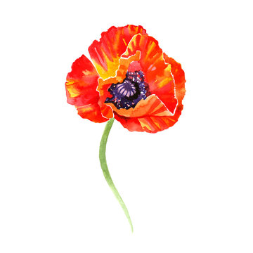 Watercolor illustration of poppy flowers. Perfect for greeting cards or invitations