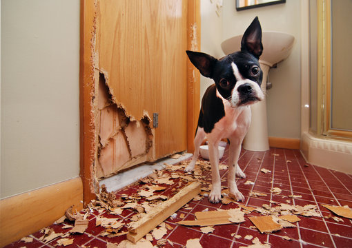 Naughty Boston Terrier has eaten the door