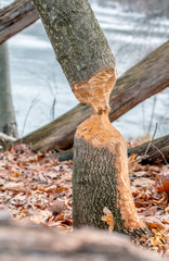Beaver Tree © J. Novack