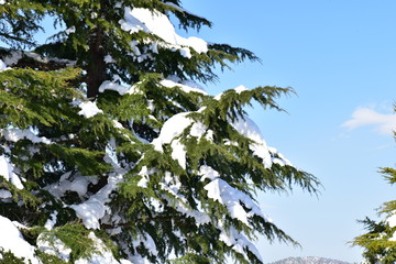 木にかかる雪