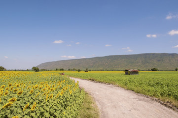 View of sunflower field with blue sky