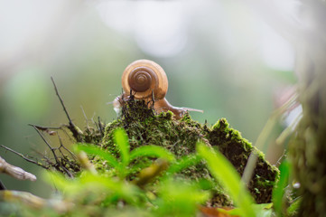 Snail crawling on old wood with moss in garden