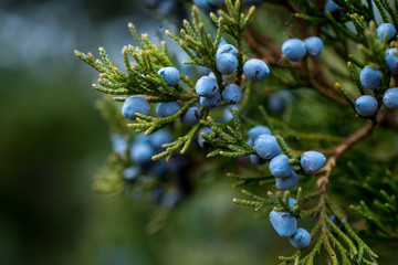 Juniper berries on a green branch