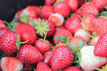 fruit strawberry red