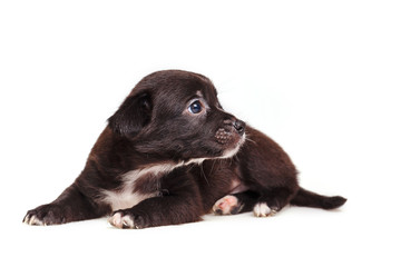 Obraz premium Cute not purebred grief. Pets need our support and care. The owner search.