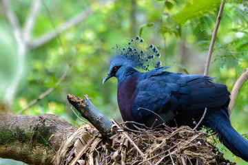 Victoria Crowned bird (Goura victoria),in nature profile