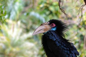 Wreathed Hornbill (Bar-pouched) bird on tree usually fine in Tha