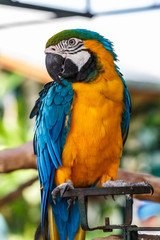 Parrot macaw