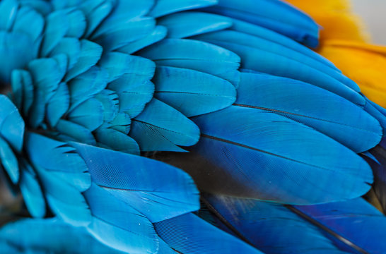  Blue feathers. of Parrot Macaw. with beautiful colors 
