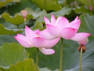 Obraz premium Blossom flower warm light. Lotus flower beautiful lotus.