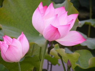 Close up view blooming pink lotus flower in full bloom.