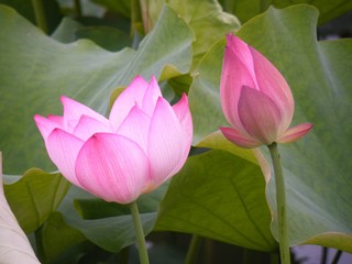 Lotus flower full blossom in an early morning.
