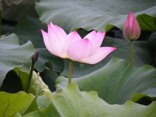 Lotus flower beautiful lotus. Lotus flower beautiful lotus.