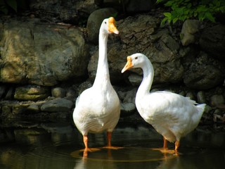White goose with orange beak standing on the pasture.