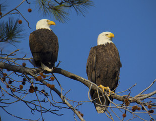 Adult bald eagle pair