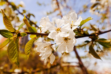tree with white flowers