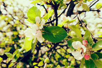apple flower on the branches