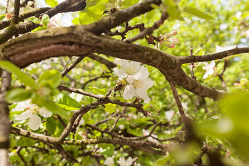 apple flower on the branches