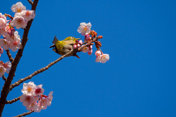 寒桜とメジロ