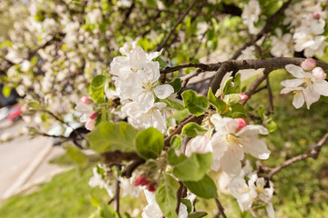 apple flower on the branches