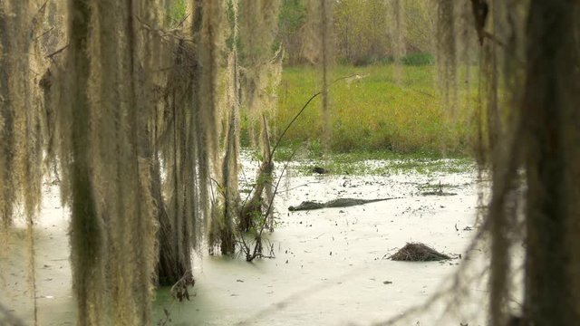 Alligator in Scenic Swamp Waters, 4K