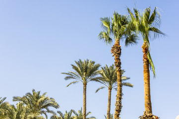 The palm tree with blue sky background 