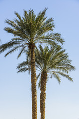 Obraz premium The palm tree with blue sky background 