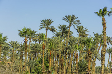 Fototapeta na wymiar The palm tree with blue sky background 
