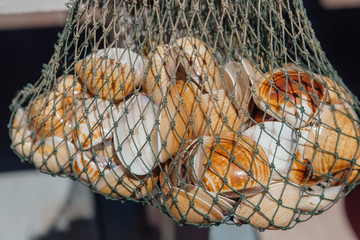 Fishing net and seashells