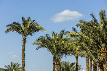 Fototapeta premium The palm tree with blue sky background 