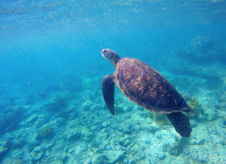 Underwater photo of sea tortoise with text place