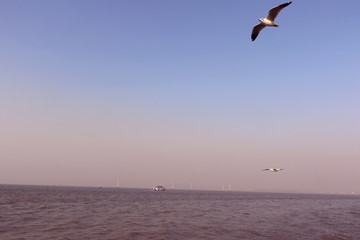 Scenic Arabian sea near Gateway of India, Mumbai. One can see ships, birds and towering buildings from here.