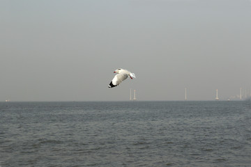 Scenic Arabian sea near Gateway of India, Mumbai. One can see ships, birds and towering buildings from here.