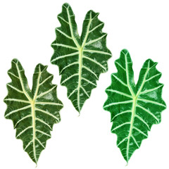 tropical plant with large leaf