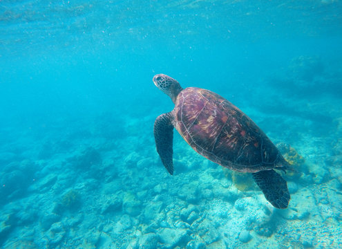 Snorkeling photo with sea turtle and text place