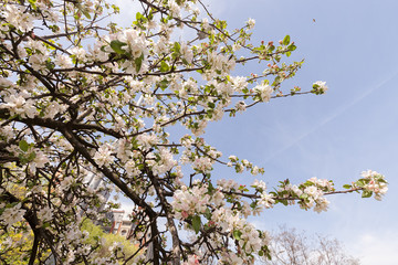 branches with white flowers