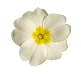 white flower of Primula isolated on white background closeup