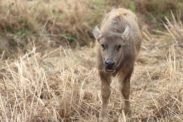 Buffalo feeding natural foods