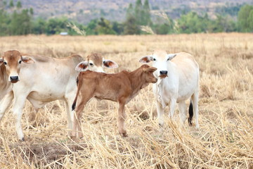 Several cows on a farm in nature.