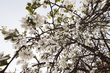 branches with white flowers