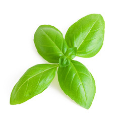 Leaves of basil isolated on white background