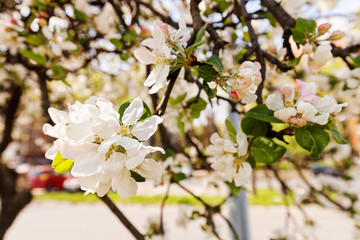 apple flower on the branches