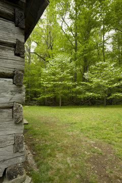 Jim Bales Place, Log Cabin, Dogwoods, Great Smoky Mtns NP