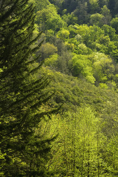 Spring Foliage at The Chimneys, Newfound Gap Rd, Great Smoky Mou