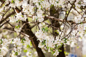 apple flower on the branches